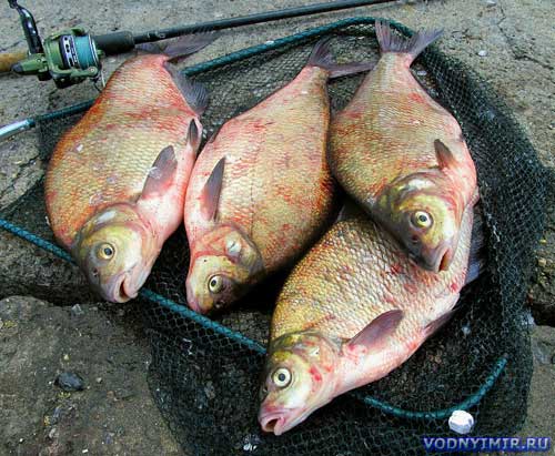 Secrets of bream fishing for novice anglers  baits, attachments, gear, location selection