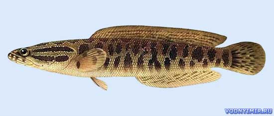 Snakehead fish  description, habitat, fishing, attachments